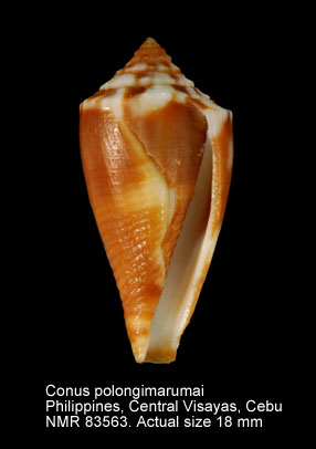Conus polongimarumai.jpg - Conus polongimarumai Kosuge,1980